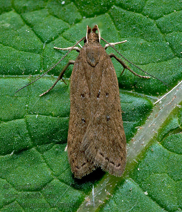 Helcystogramma lutatella Nádtippan-lápimoly Kvickrotsbågpalpmal