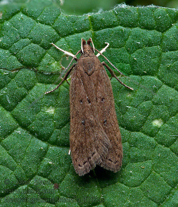 Helcystogramma lutatella Lichte rietpalpmot