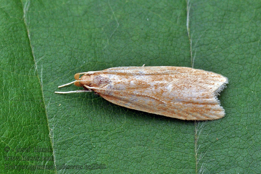 Helcystogramma rufescens Rietpalpmot Fűsodró lápimoly