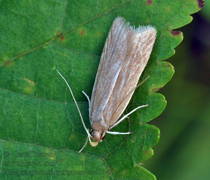 Helcystogramma rufescens Rödgul gräsbågpalpmal