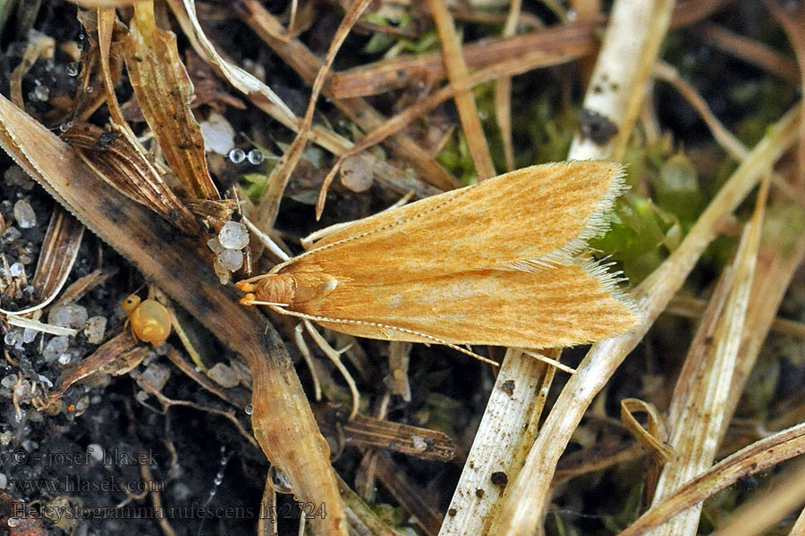 Rietpalpmot Fűsodró lápimoly Helcystogramma rufescens