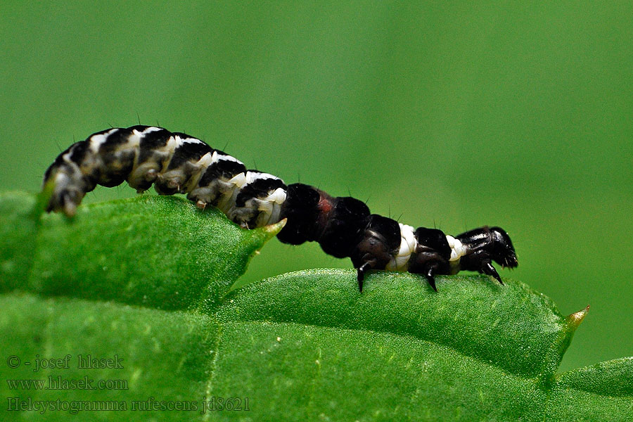 Helcystogramma rufescens