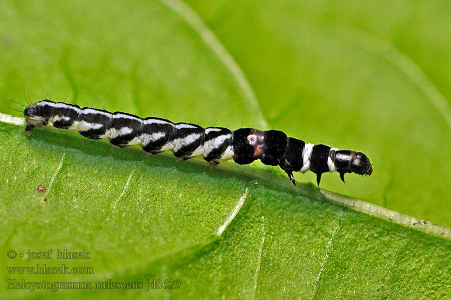 Rödgul gräsbågpalpmal Helcystogramma rufescens