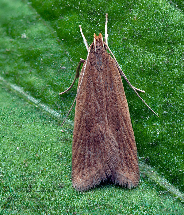 Rödgul gräsbågpalpmal Helcystogramma rufescens