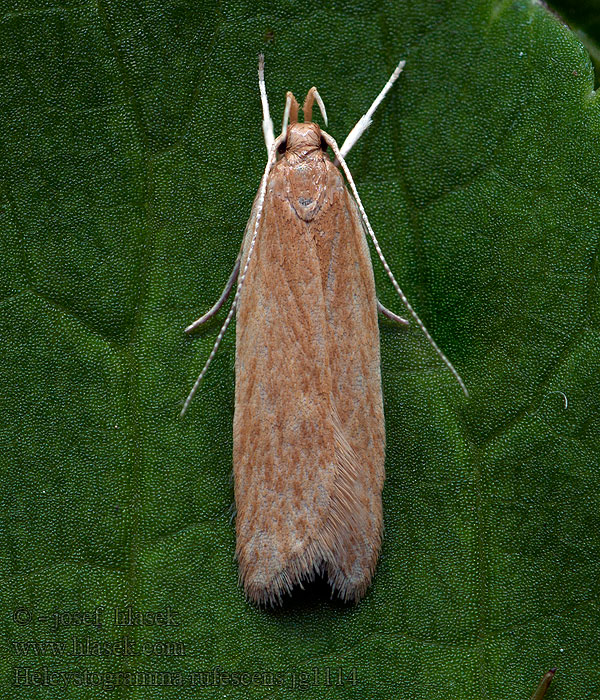 Helcystogramma rufescens