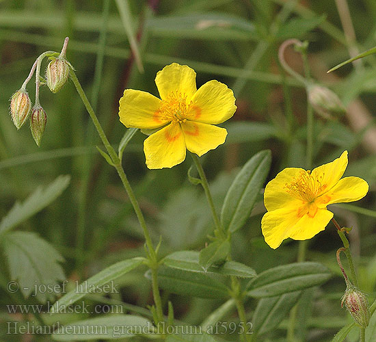 Helianthemum grandiflorum obscurum ovatum nummularium