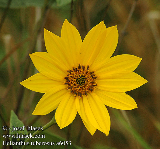 Helianthus tuberosus  UK: Jerusalem artichoke DK: Jordskok FI: Maa-artisokka FR: Hélianthe tubéreux Topinambour NL: Aardpeer topinamboer IT: Girasole del Canada Topinambur HU: Csicsóka DE: Knollen-Sonnenblume Topinambur PL: Topinambur SK: slnečnica hľuznatá  jeruzalemský artičok topinambur ES: Tupinambo alcachofa de Jerusalén SE: Jordärtskocka