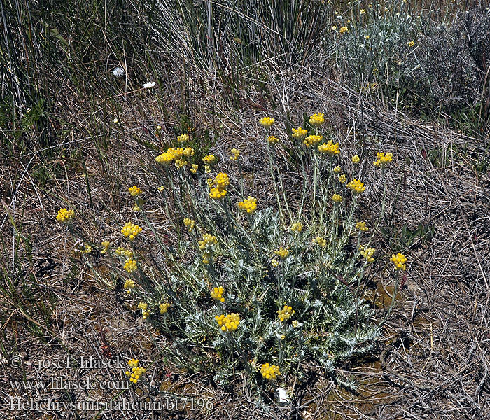 Helichrysum italicum Smil Italský