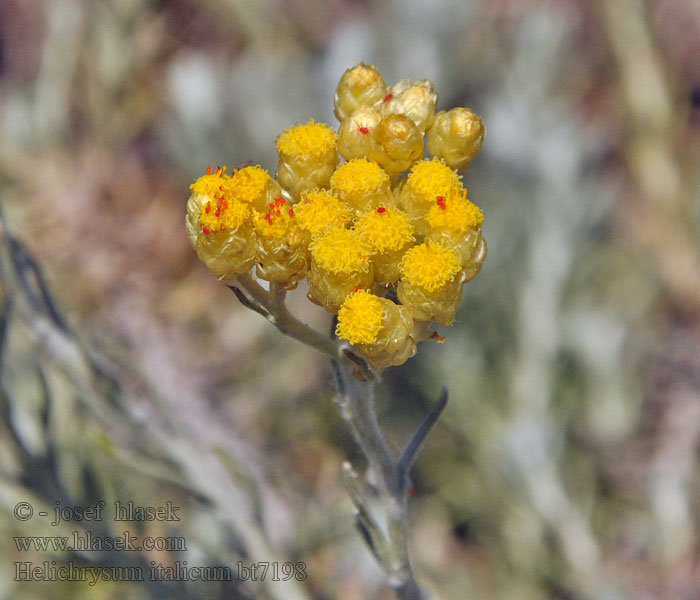 Helichrysum italicum Italienische Strohblume Kerrieplant