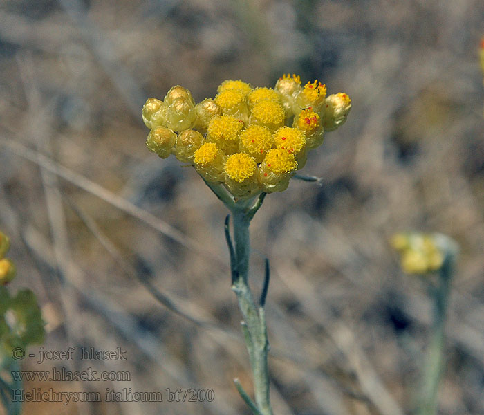 Smil Italský Helichrysum italicum