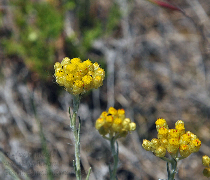 Helichrysum italicum