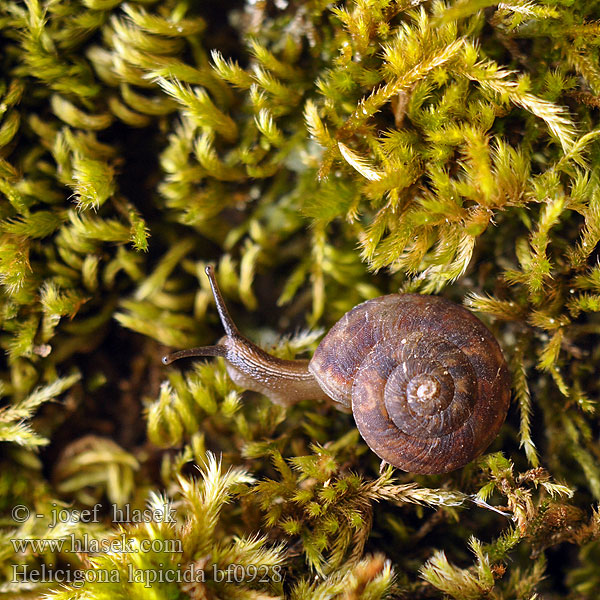 Helicigona lapicida Chilotrema lepicida Skalnice kýlnatá Steinpicker Schnecke Steenbikker Soucoupe commune Ślimak ostrokrawędzisty Брюхоногий моллюск хелицигона камнеломка Linssnäcka