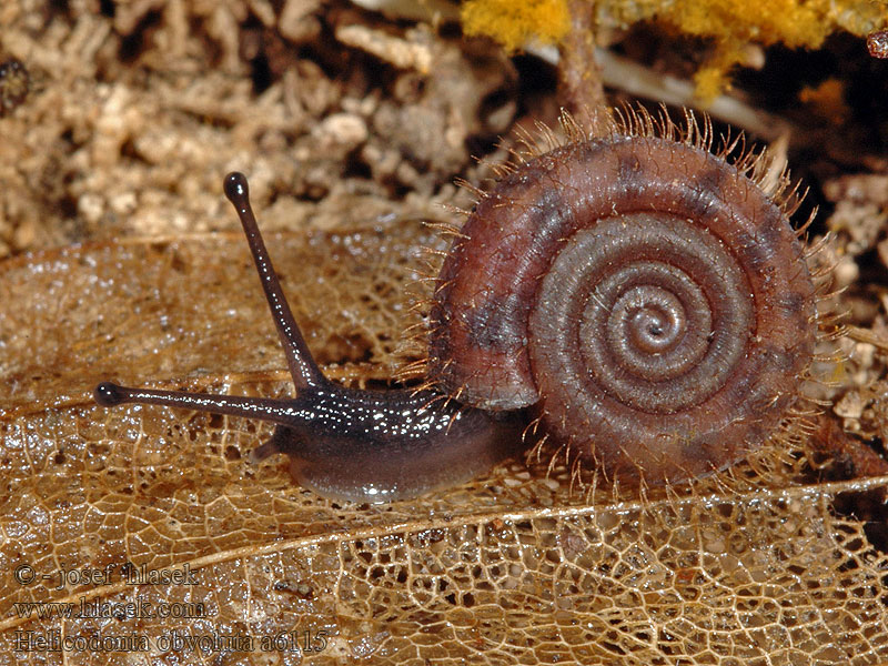 Trojlaločka pyskatá Riemenschnecke Helicodonta obvoluta