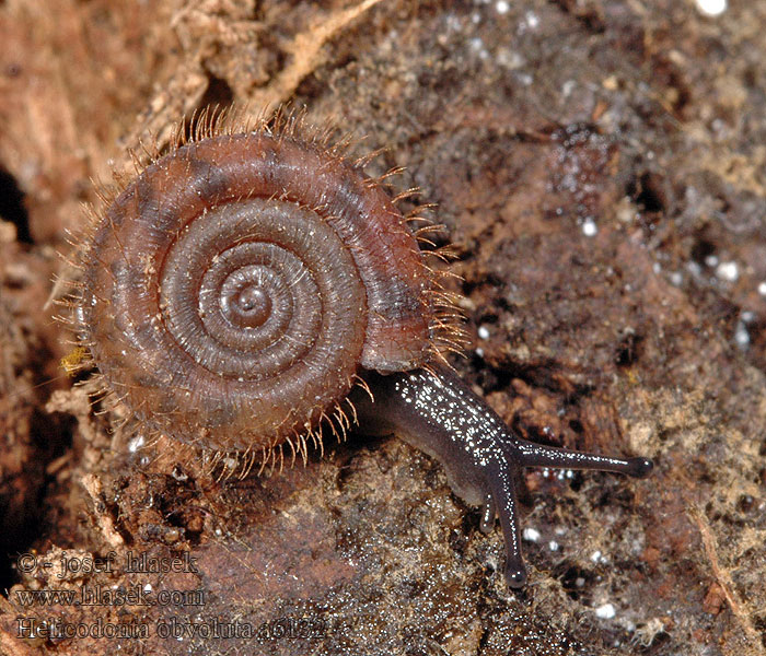 Helicodonta obvoluta Trojlaločka pyskatá