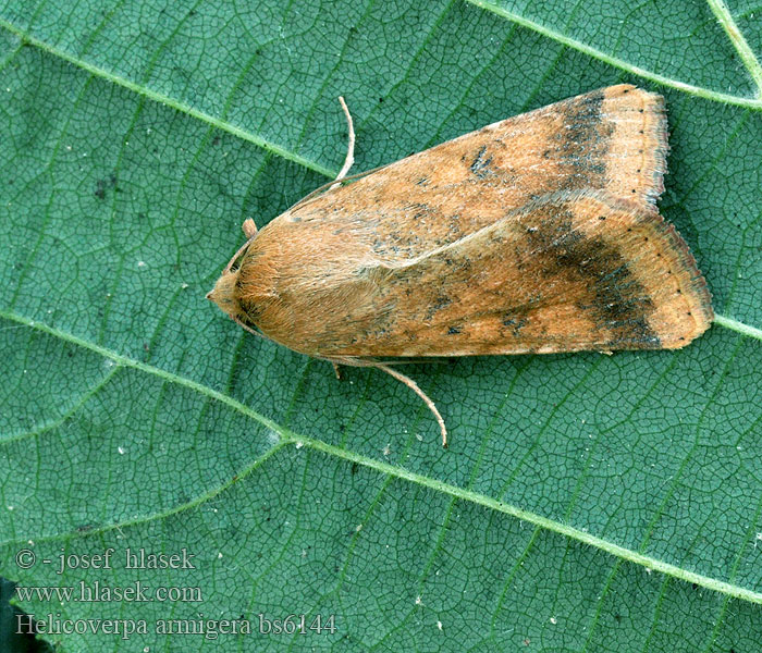 Helicoverpa armigera Heliothis Gyapottokbagoly