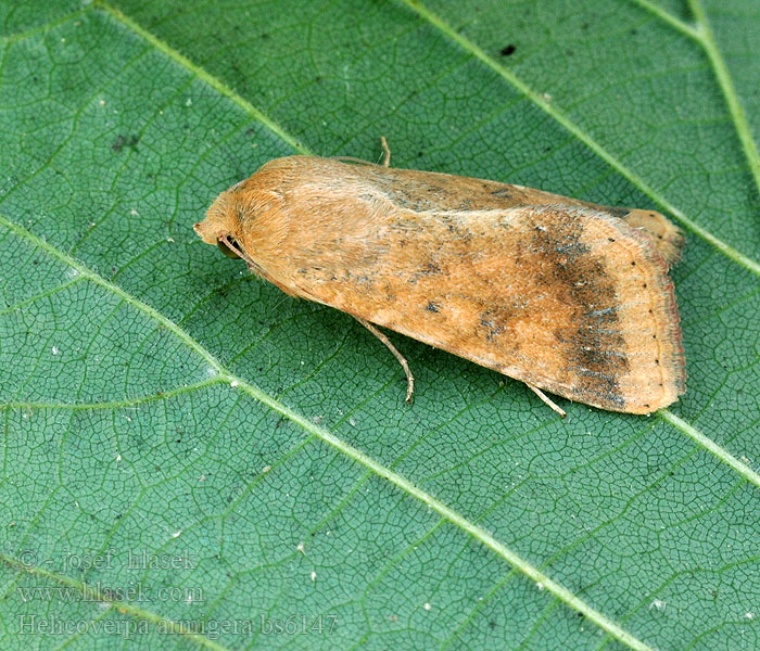 Helicoverpa armigera Heliothis Altweltlicher Baumwollkapselwurm