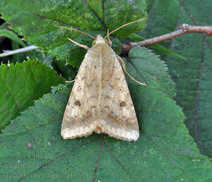 Helicoverpa armigera Heliothis Sivkavec konopný