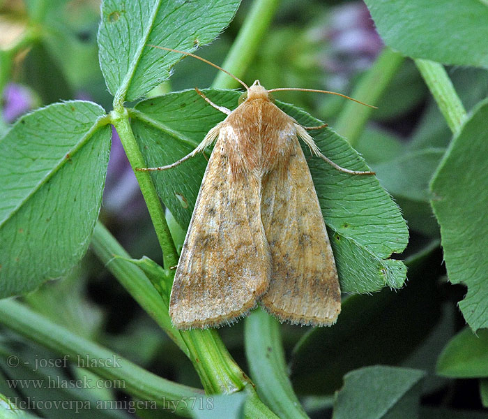 Helicoverpa armigera Heliothis Černopáska bavlníková