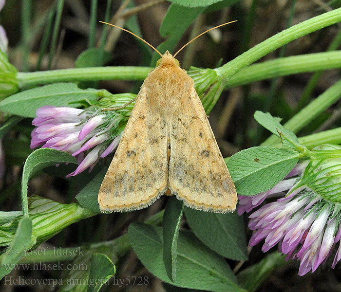 Scarce Bordered StrawHelicoverpa armigera