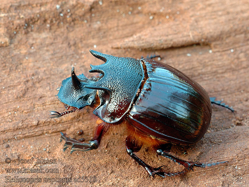 Heliocopris neptunus