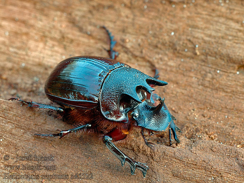 Heliocopris neptunus