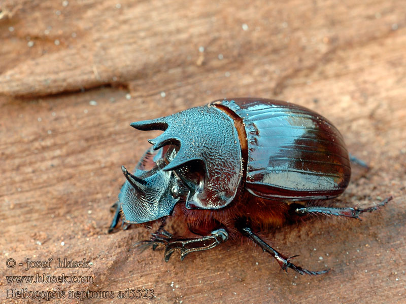 Heliocopris neptunus