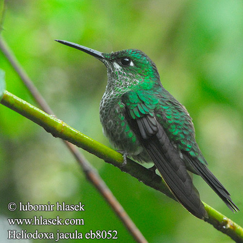 Heliodoxa jacula Kolibřík subtropický zelenotemenný Grønisset Brillant Grünscheitelbrillant Grünscheitel-Brillant Grünstirn-Brilliantkolibri Grüscheitelbrillant Blue-throated Flying Dolphin Green crowned Brilliant Green-crowned Green-fronted Brillante Coroniverde frentiverde Colibrí Jacula Vihersäihkykolibri Brillant couronné vert fer-de-lance Brillante capoverde Colibrì diamante corona verde ミドリボウシテリハチドリ Groenkruin-briljantkolibrie Blåsmykkebriljant Brylancik niebieskogardly Kolibrík šípový