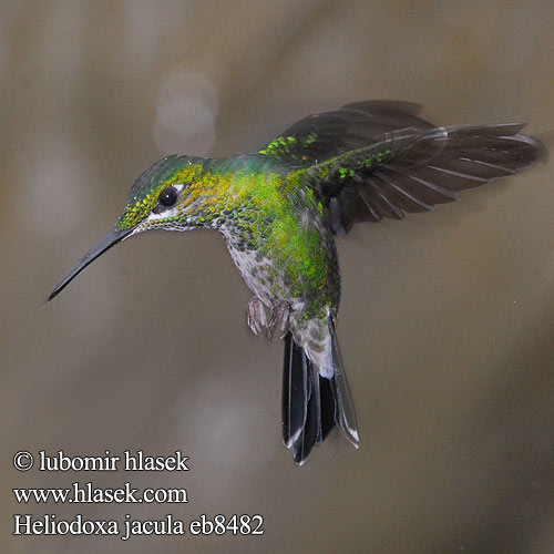 Grünscheitelbrillant Grünscheitel-Brillant Grünstirn-Brilliantkolibri Grüscheitelbrillant Blue-throated Flying Dolphin Green crowned Brilliant Green-crowned Green-fronted Brillante Coroniverde frentiverde Colibrí Jacula Vihersäihkykolibri Brillant couronné vert fer-de-lance Brillante capoverde Colibrì diamante corona verde ミドリボウシテリハチドリ Groenkruin-briljantkolibrie Blåsmykkebriljant Brylancik niebieskogardly Kolibrík šípový Heliodoxa jacula Kolibřík subtropický zelenotemenný Grønisset Brillant