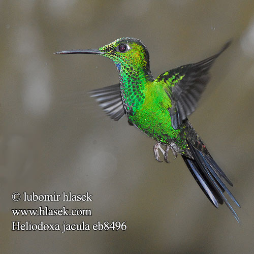 Blue-throated Flying Dolphin Green crowned Brilliant Green-crowned Green-fronted Brillante Coroniverde frentiverde Colibrí Jacula Vihersäihkykolibri Brillant couronné vert fer-de-lance Brillante capoverde Colibrì diamante corona verde ミドリボウシテリハチドリ Groenkruin-briljantkolibrie Blåsmykkebriljant Brylancik niebieskogardly Kolibrík šípový Heliodoxa jacula Kolibřík subtropický zelenotemenný Grønisset Brillant Grünscheitelbrillant Grünscheitel-Brillant Grünstirn-Brilliantkolibri Grüscheitelbrillant