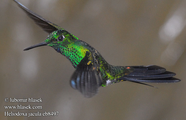 Brillante Coroniverde frentiverde Colibrí Jacula Vihersäihkykolibri Brillant couronné vert fer-de-lance Brillante capoverde Colibrì diamante corona verde ミドリボウシテリハチドリ Groenkruin-briljantkolibrie Blåsmykkebriljant Brylancik niebieskogardly Kolibrík šípový Heliodoxa jacula Kolibřík subtropický zelenotemenný Grønisset Brillant Grünscheitelbrillant Grünscheitel-Brillant Grünstirn-Brilliantkolibri Grüscheitelbrillant Blue-throated Flying Dolphin Green crowned Brilliant Green-crowned Green-fronted