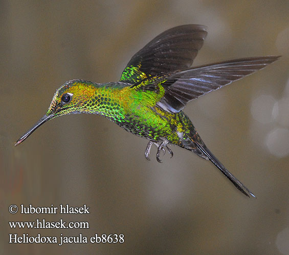 Brillant couronné vert fer-de-lance Brillante capoverde Colibrì diamante corona verde ミドリボウシテリハチドリ Groenkruin-briljantkolibrie Blåsmykkebriljant Brylancik niebieskogardly Kolibrík šípový Heliodoxa jacula Kolibřík subtropický zelenotemenný Grønisset Brillant Grünscheitelbrillant Grünscheitel-Brillant Grünstirn-Brilliantkolibri Grüscheitelbrillant Blue-throated Flying Dolphin Green crowned Brilliant Green-crowned Green-fronted Brillante Coroniverde frentiverde Colibrí Jacula Vihersäihkykolibri