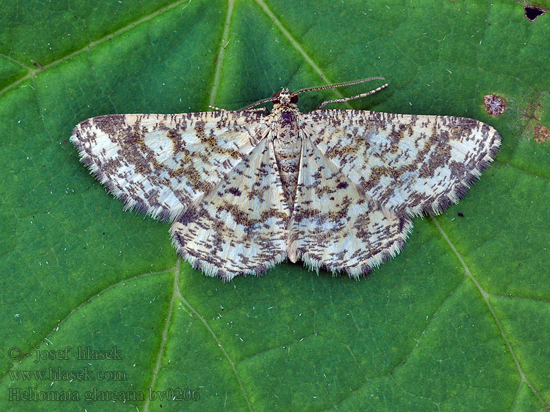 Witalnik dziarstwiak Philobie alpestre Heliomata glarearia