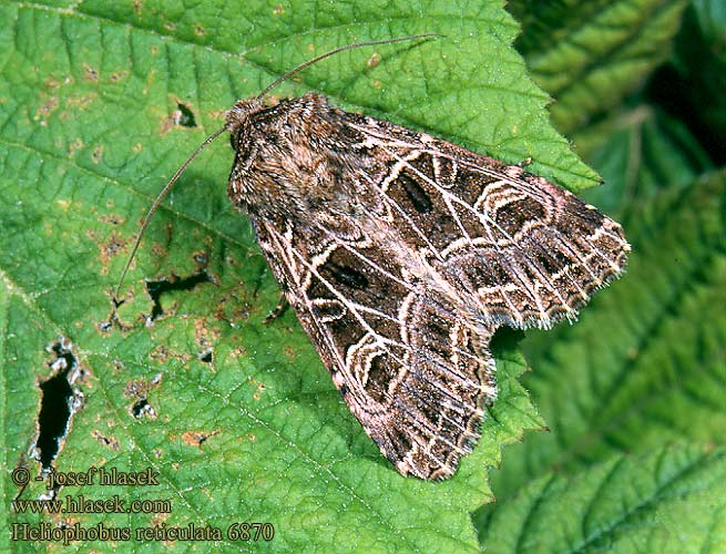 Heliophobus reticulata 6870