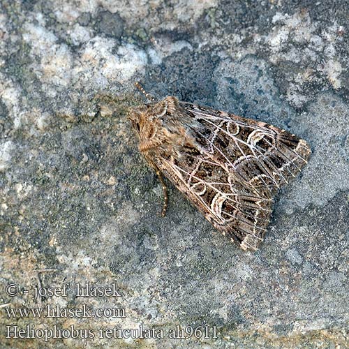 Heliophobus reticulata Bordered Gothic Haldenflur-Nelkeneule Můra mydlicová Sideridis