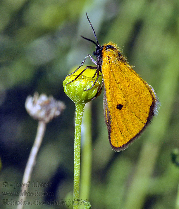 Heliothea discoidaria