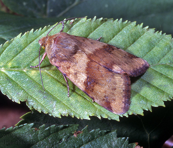 Heliothis adaucta maritima Černopáska polní