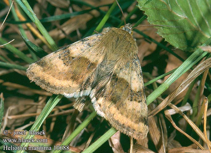 Heliothis maritima 10688