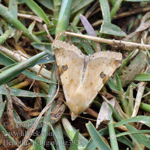 Černopáska stěhovavá Noctuelle peltigère Vlekdaguil