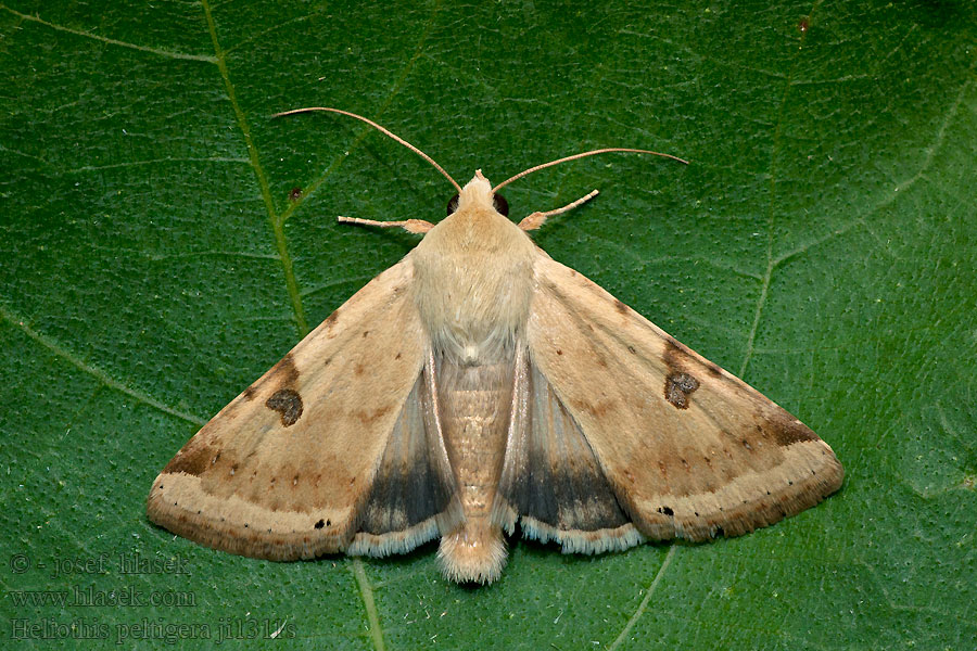 Vlekdaguil Keltavaellusyökkönen Heliothis peltigera