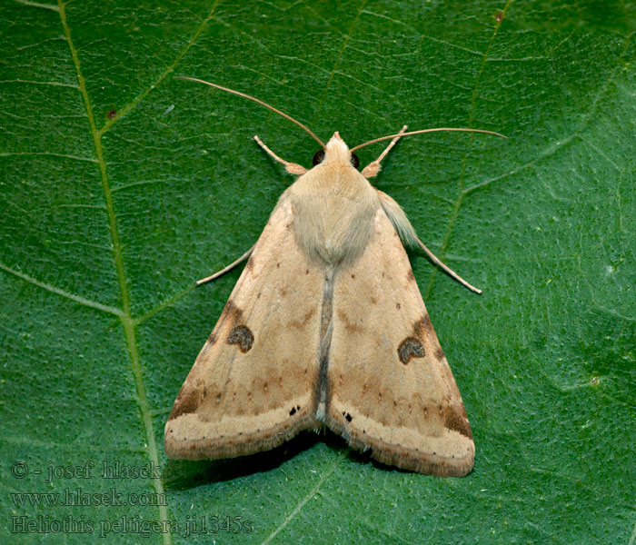 Černopáska stěhovavá Noctuelle peltigère Heliothis peltigera