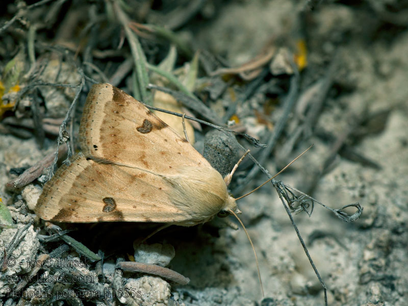 Bordered Straw Bilsenkraut-Blüteneule Heliothis peltigera