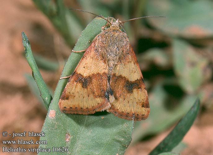 Heliothis viriplaca Marbled Clover Mácsonyabagoly Sivkavec štetkový Černopáska štětková Kardeneule Liucerninis saulinukas Noctuelle Cardère Совка люцерновая Lichte daguil Vihervaeullusyökkönen Liucerninis saulinukas Grönaktigt knölfly