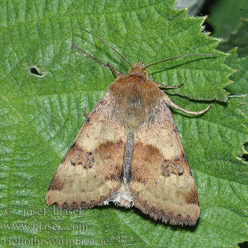 Noctuelle Cardère Совка люцерновая Lichte daguil Vihervaeullusyökkönen Liucerninis saulinukas Grönaktigt knölfly Heliothis viriplaca Marbled Clover Mácsonyabagoly Sivkavec štetkový Černopáska štětková Kardeneule Liucerninis saulinukas