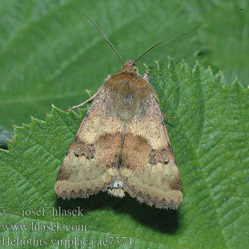 Vihervaeullusyökkönen Liucerninis saulinukas Grönaktigt knölfly Heliothis viriplaca Marbled Clover Mácsonyabagoly Sivkavec štetkový Černopáska štětková Kardeneule Liucerninis saulinukas Noctuelle Cardère Совка люцерновая Lichte daguil