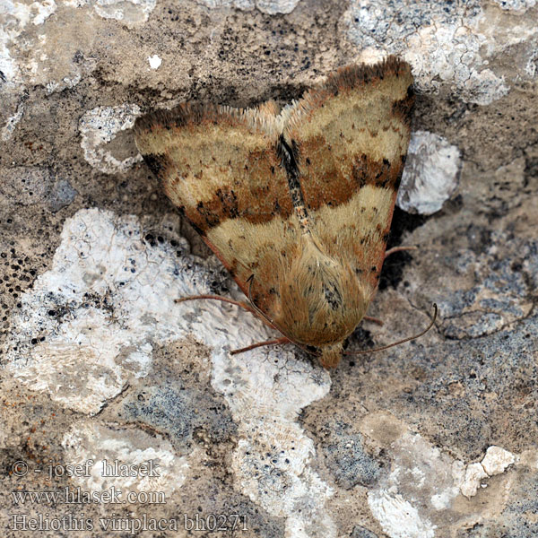 Grönaktigt knölfly Heliothis viriplaca Marbled Clover Mácsonyabagoly