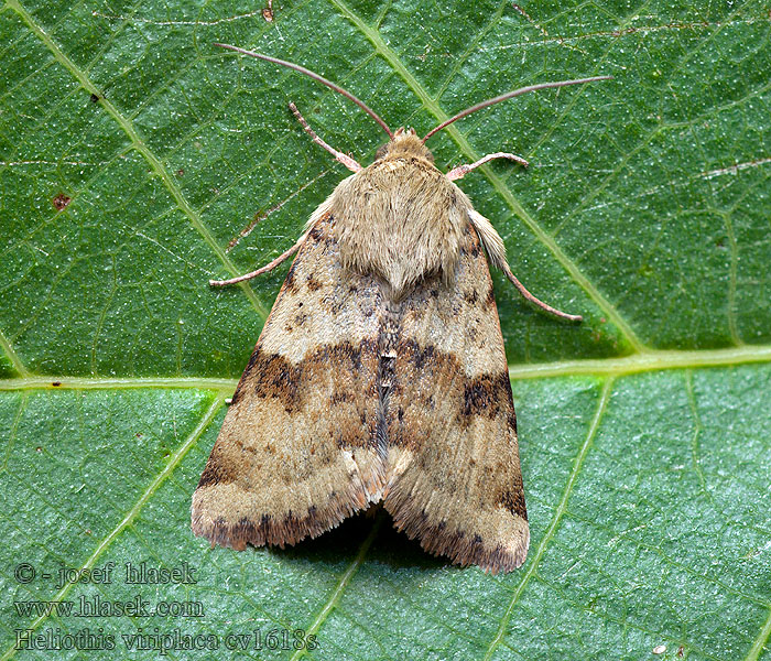 Heliothis viriplaca Noctuelle Cardère Совка люцерновая