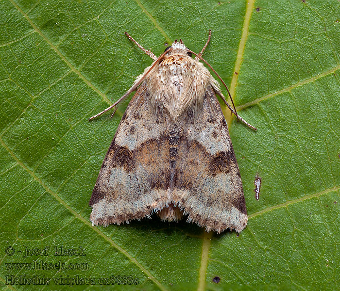 Heliothis viriplaca Lichte daguil Vihervaeullusyökkönen