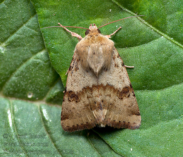 Heliothis viriplaca Sivkavec štetkový Černopáska štětková Kardeneule