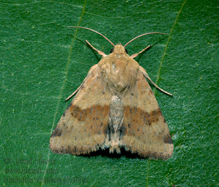 Kardeneule Liucerninis saulinukas Noctuelle Cardère Heliothis viriplaca