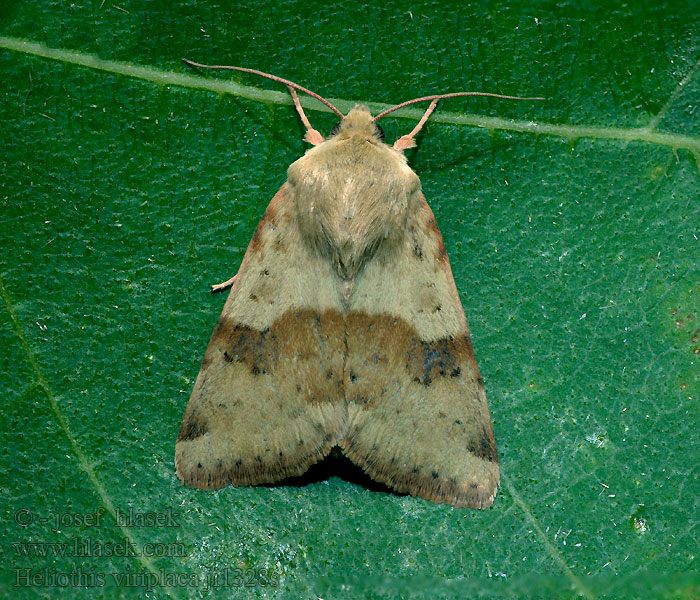 Sivkavec štetkový Černopáska štětková Heliothis viriplaca